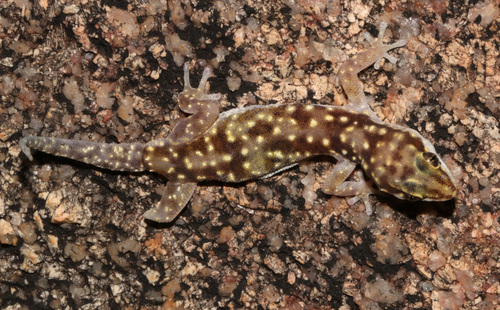 Two-colored Thick-toed Gecko, Pachydactylus bicolor