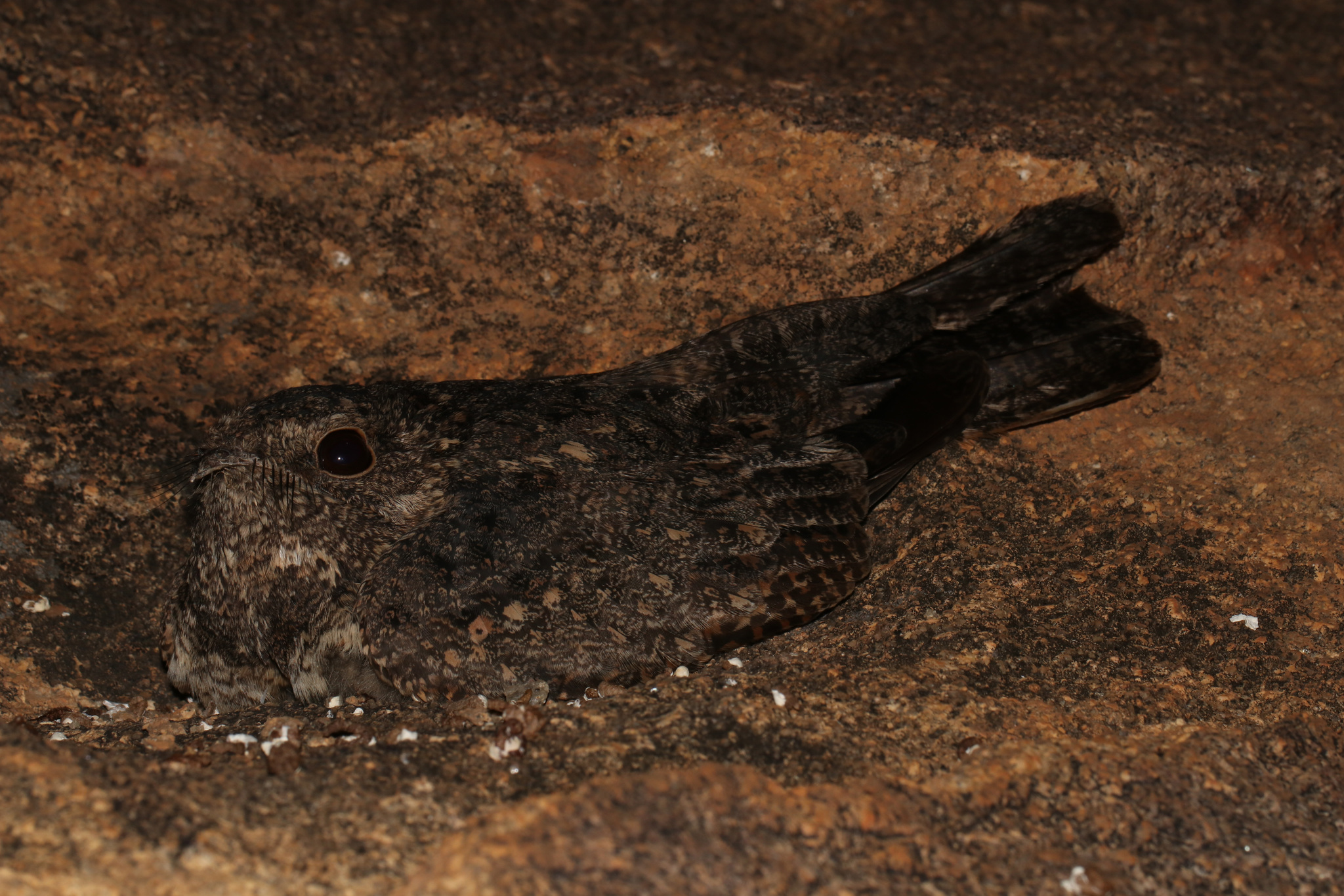 Freckled Nightjar (Caprimulgus tristigma), photo 6