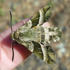 Proserpinus clarkiae