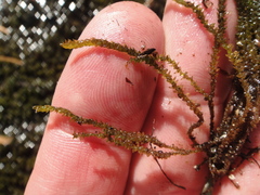Hygrohypnum