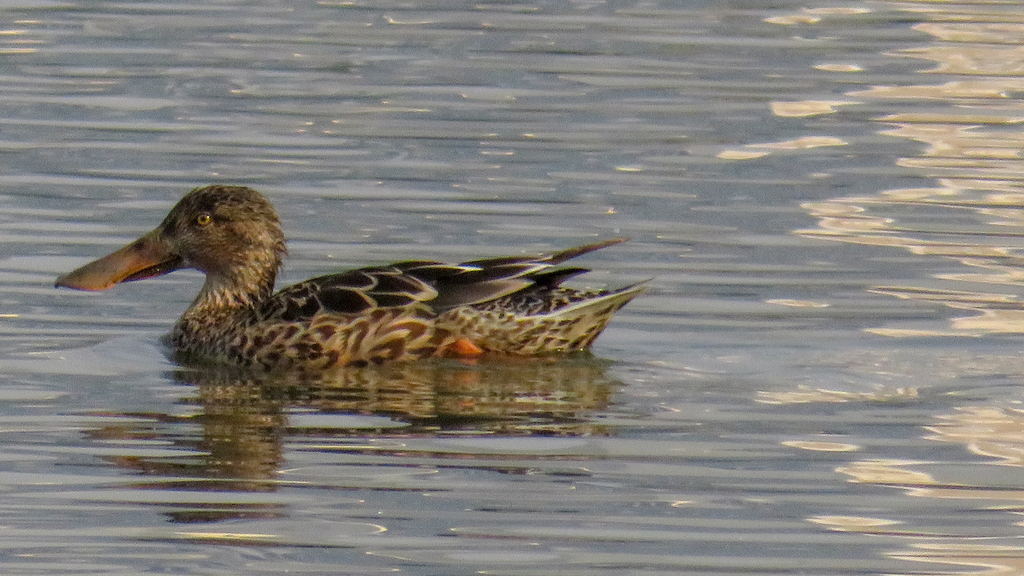 Northern Shoveler from Seawoods, Navi Mumbai, Maharashtra, India on ...