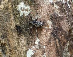 Tophoderes frenatus