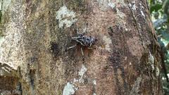 Tophoderes frenatus