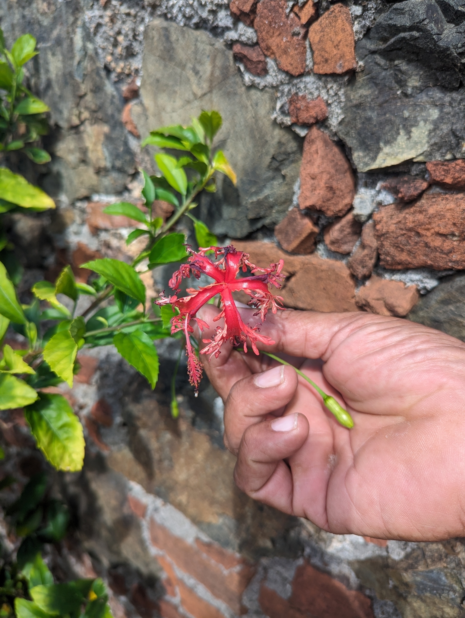 Imagem de Hibisco-aranha