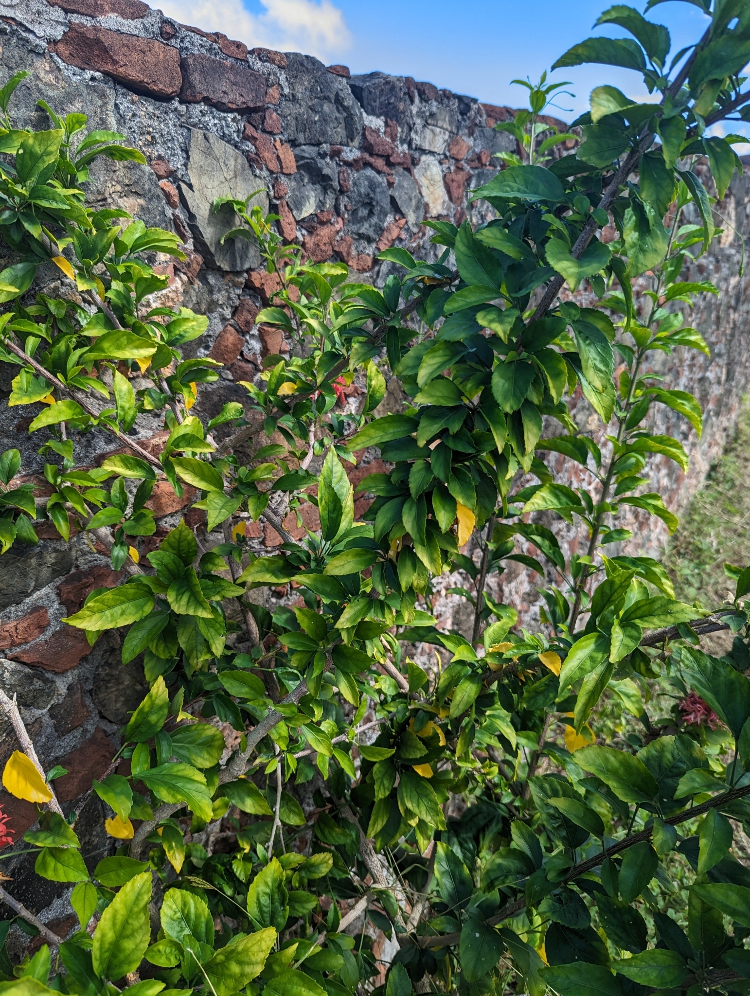 Imagem de Hibisco-aranha