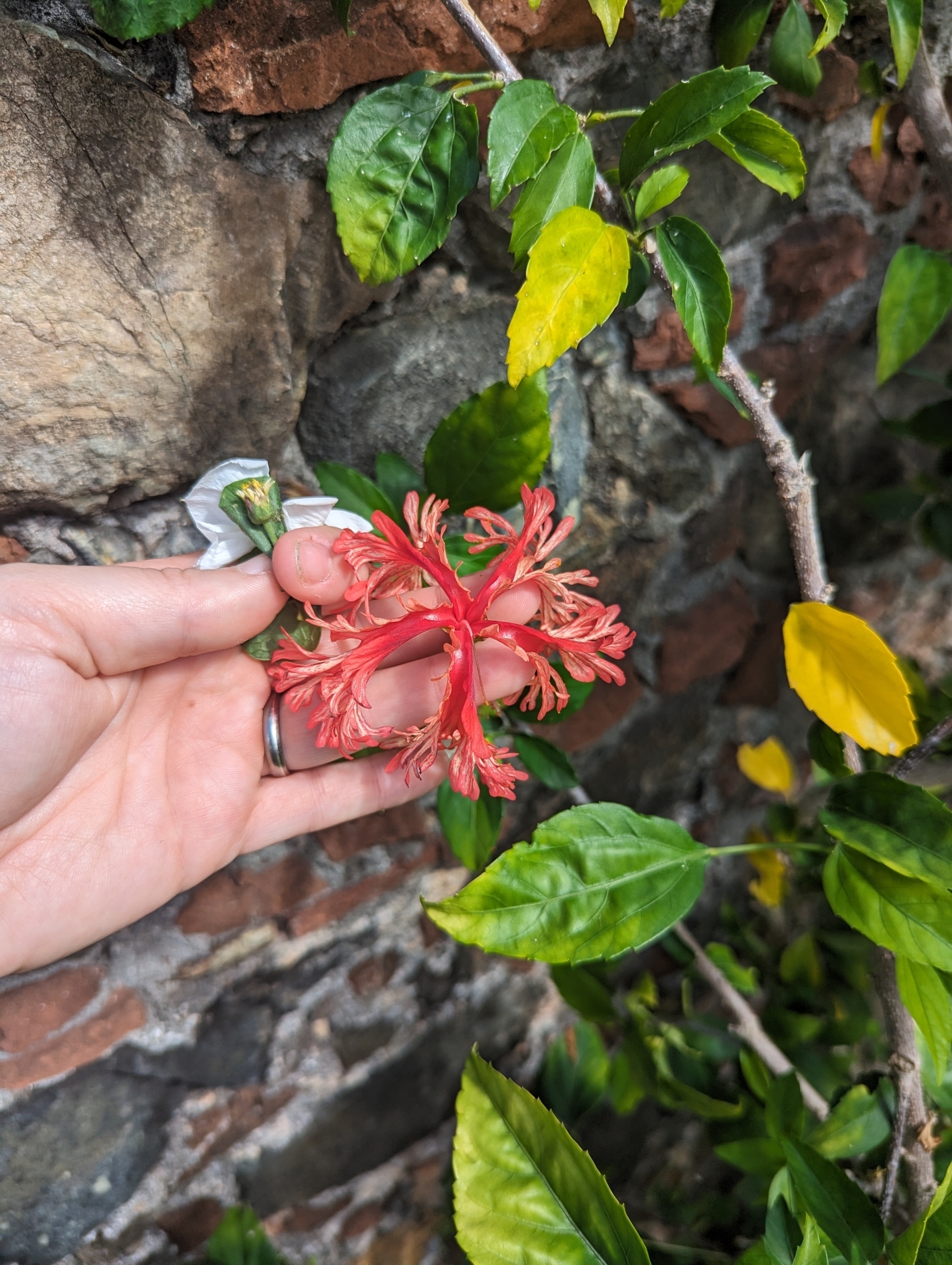 Imagem de Hibisco-aranha