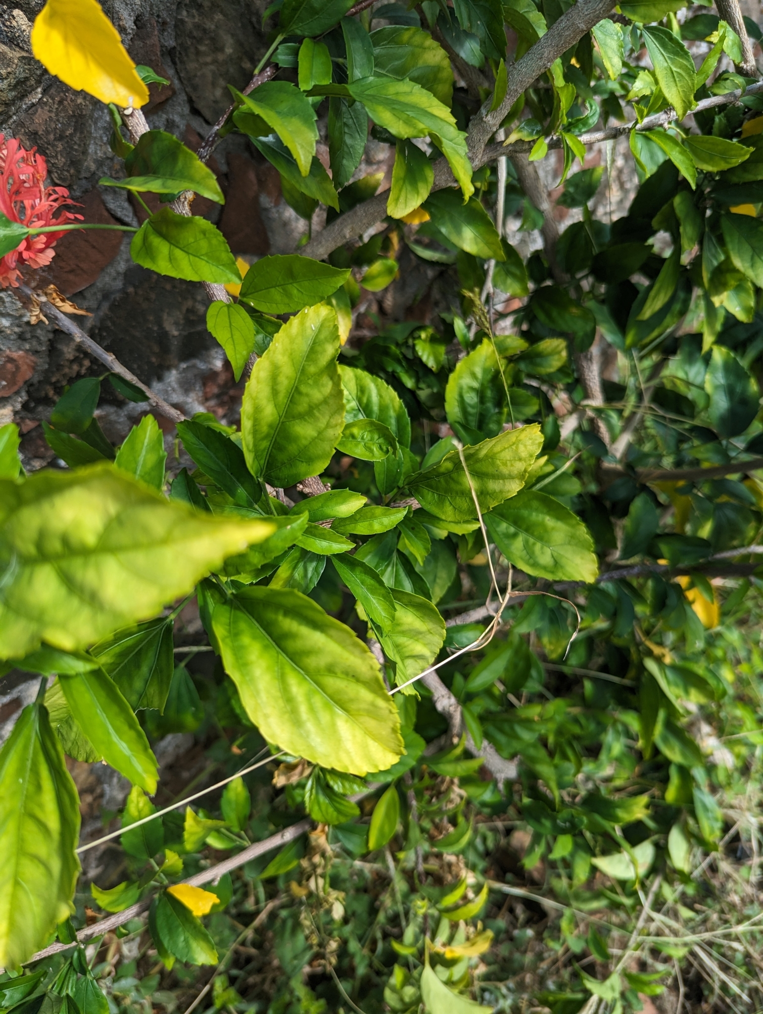 Imagem de Hibisco-aranha