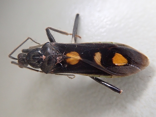 Rasahus amapaensis