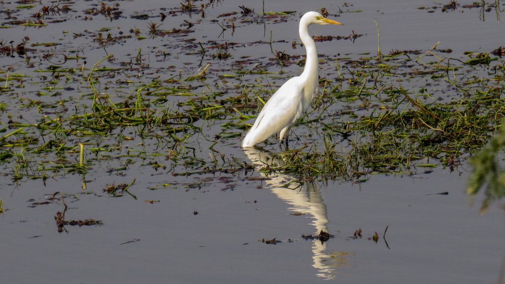 Medium egret from HPP2+WCM Mote Majra Lake, Sahibzada Ajit Singh Nagar ...