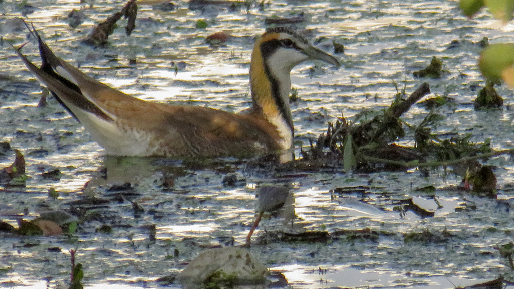 Pheasant-tailed Jacana From Hpp2+wcm Mote Majra Lake, Sahibzada Ajit 