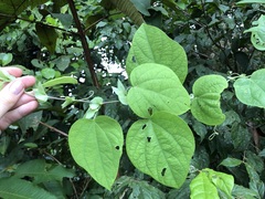 Passiflora chocoensis image