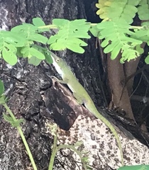 Anolis porcatus