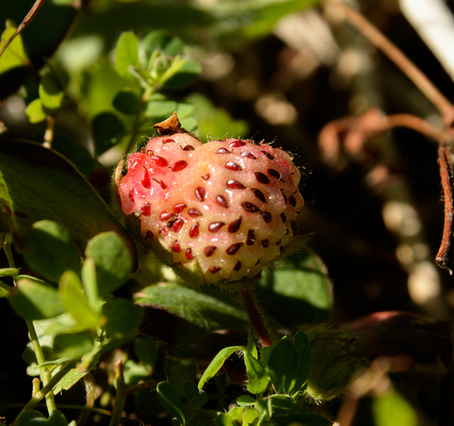 beach strawberry (Fragaria chiloensis)
