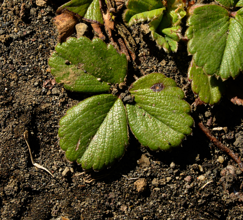 Fragaria chiloensis