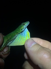 Anolis gemmosus
