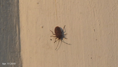 Urochela quadrinotata