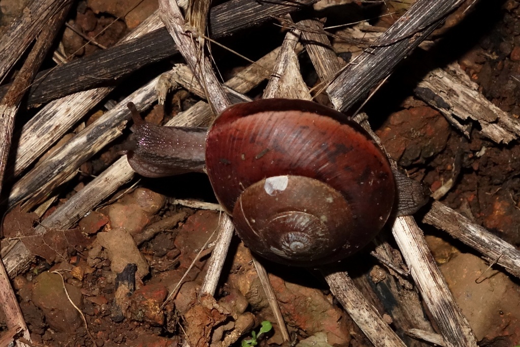 Ariophanta cysis