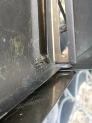 Phidippus audax