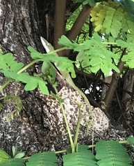 Anolis porcatus