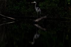 Ardea herodias image