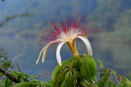 Munguba