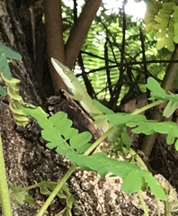 Anolis porcatus