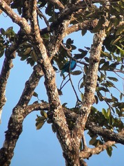 Cotinga amabilis image