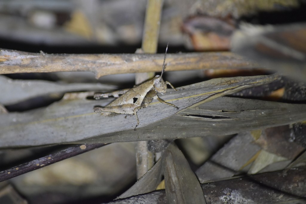 Striatosedulia cattiensis