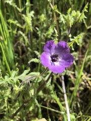 Pholistoma auritum auritum