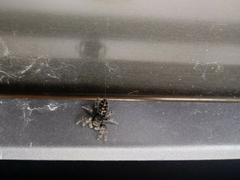 Phidippus audax
