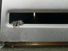 Phidippus audax