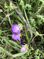 Pholistoma auritum auritum