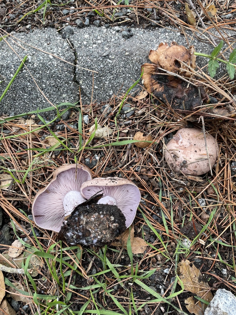 Blewit from Jacks Peak Park, Carmel, CA, US on January 6, 2024 at 0145
