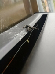 Phidippus audax