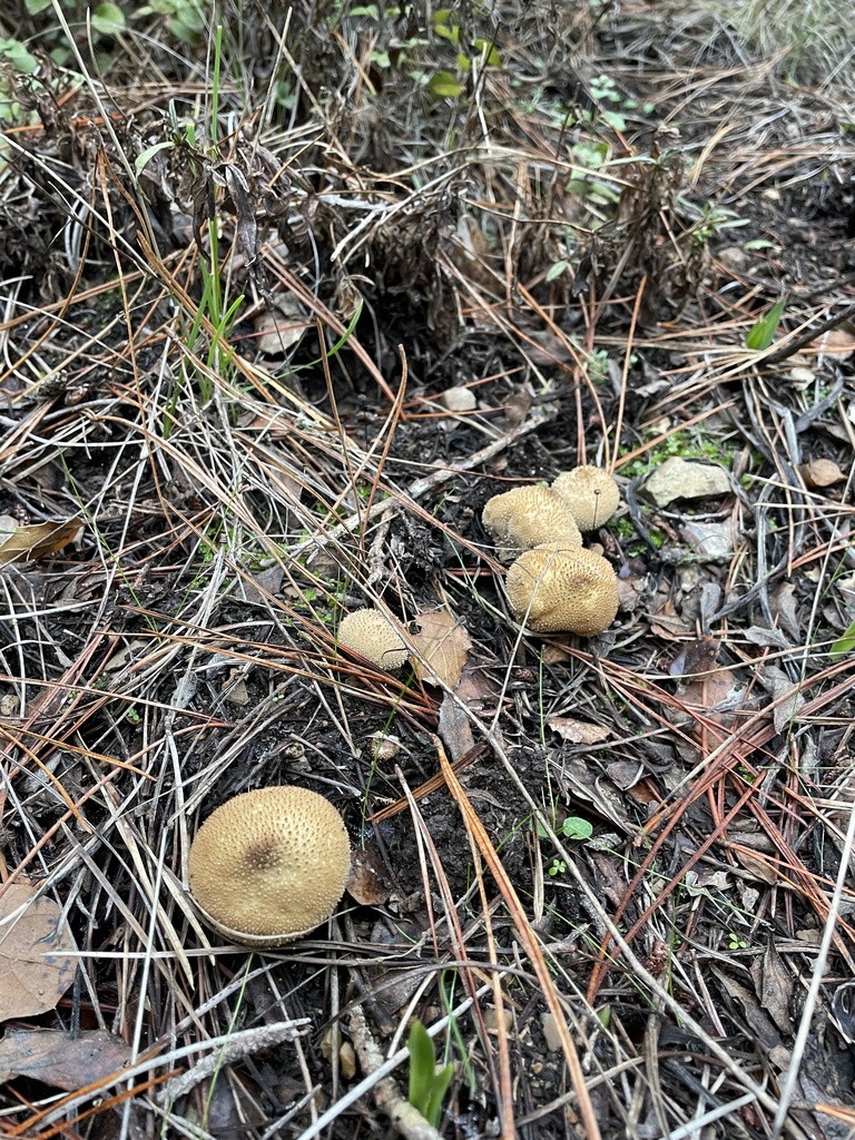 common puffball from Jacks Peak Park, Carmel, CA, US on January 6, 2024