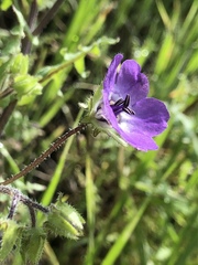 Pholistoma auritum auritum
