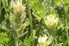 Castilleja nana