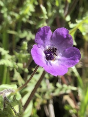 Pholistoma auritum auritum