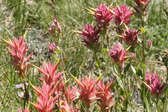 Castilleja linariifolia