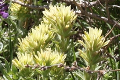 Castilleja nana