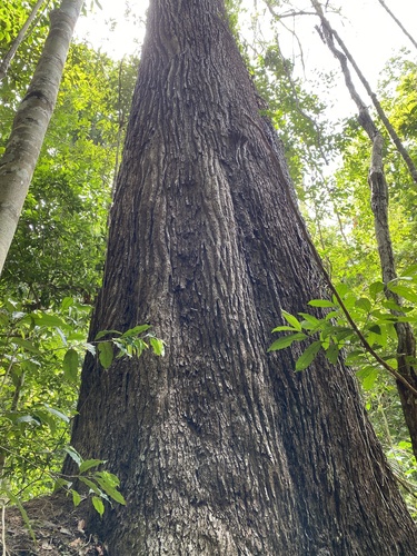 Foto de Pequiá