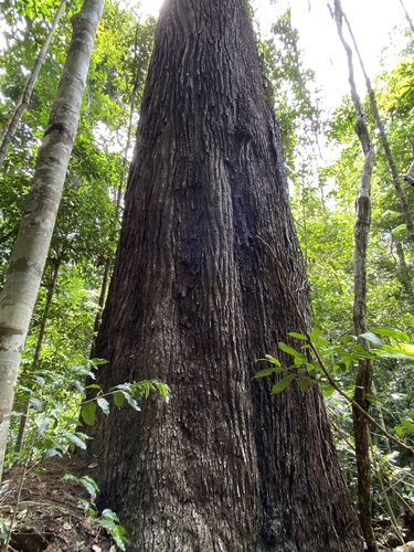 Foto de Pequiá