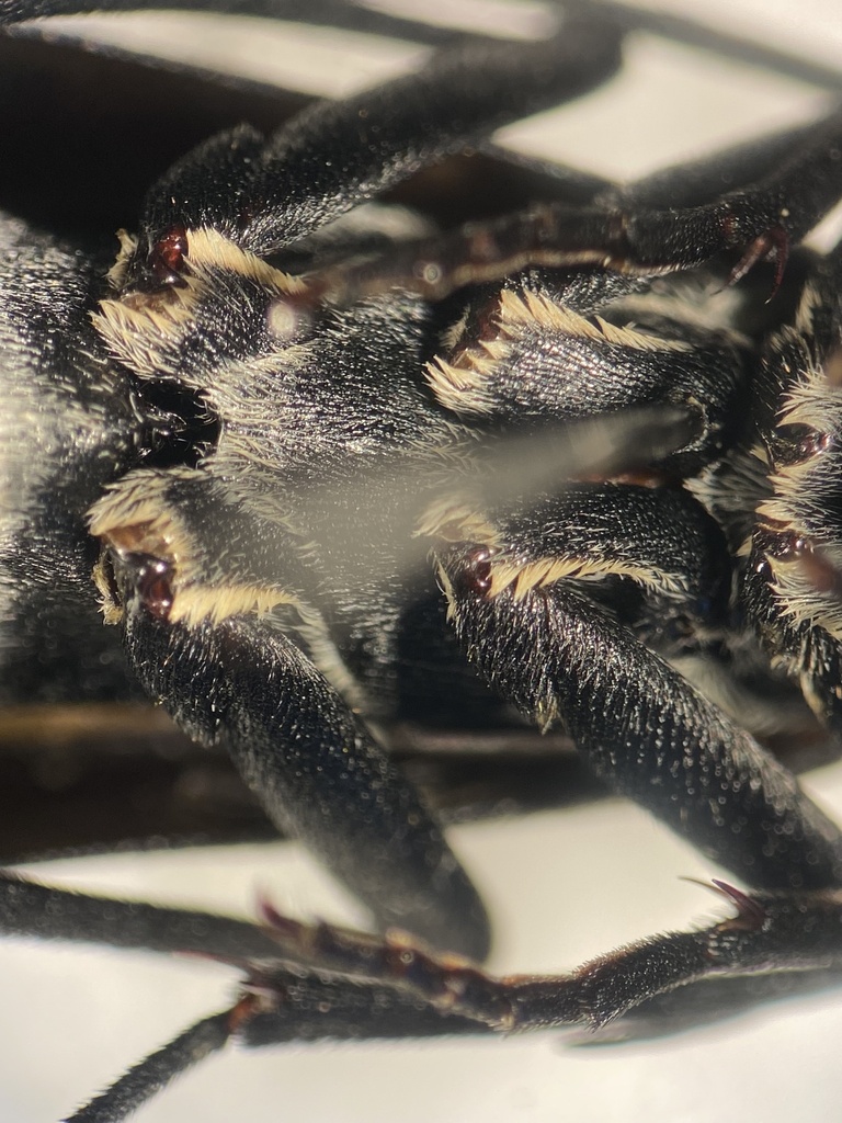 Epicauta valida