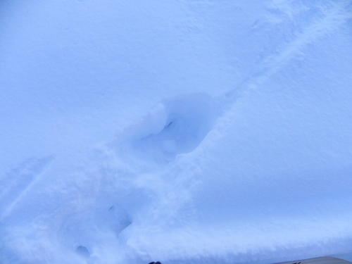 Moose