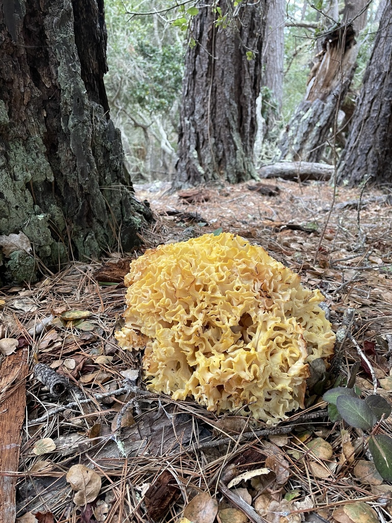 Western cauliflower mushroom from Jacks Peak Park, Carmel, CA, US on