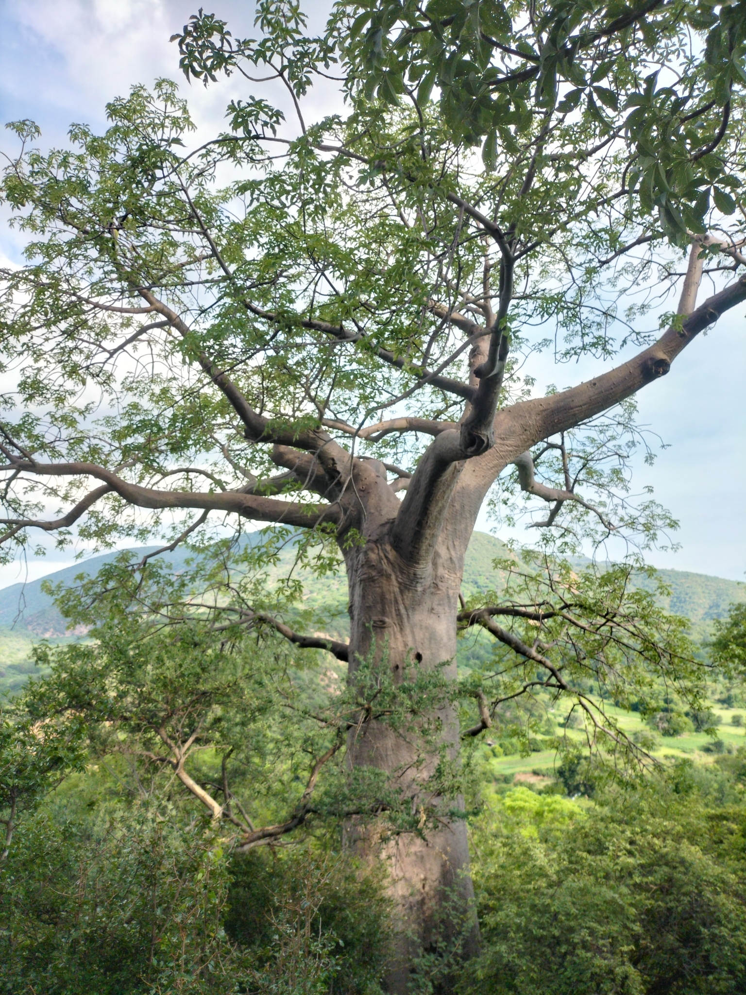 Imagem de Baobá