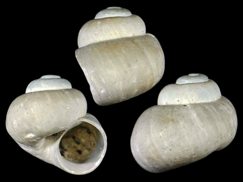 European Stream Valvata