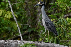 Nyctanassa violacea image