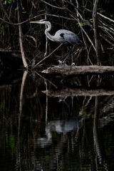 Ardea herodias image