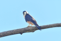 Falco femoralis image